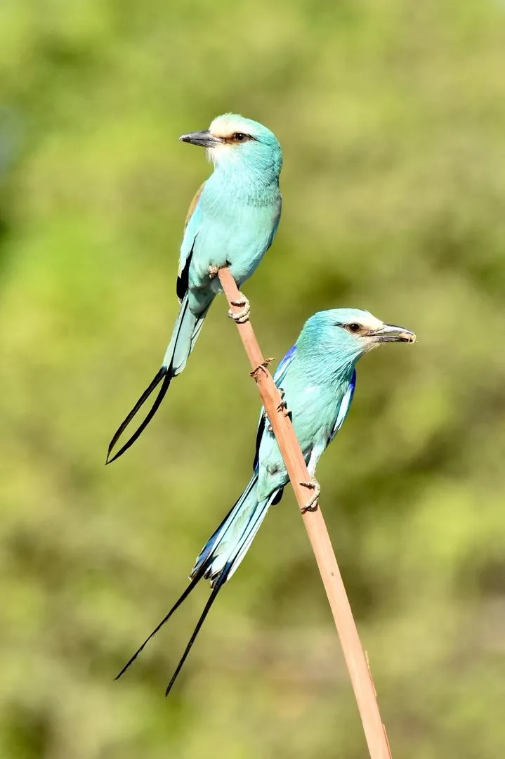 Abyssinian Roller