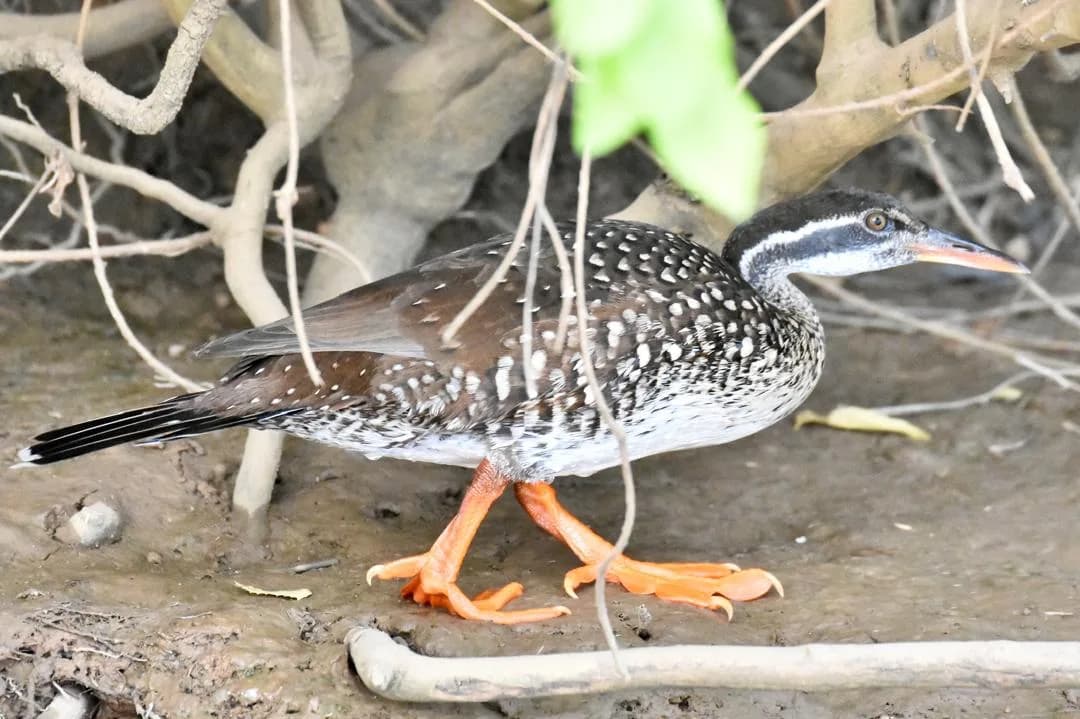 African Finfoot