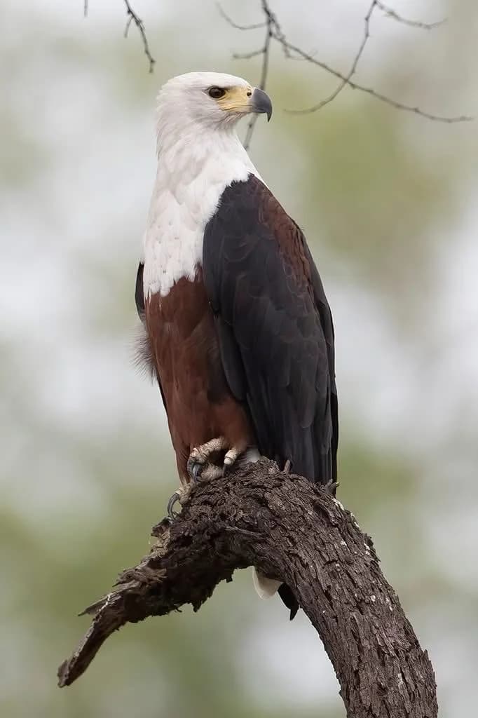 15-Day Gambia & Northern Senegal: The Saloum Delta Birdwatching Tour