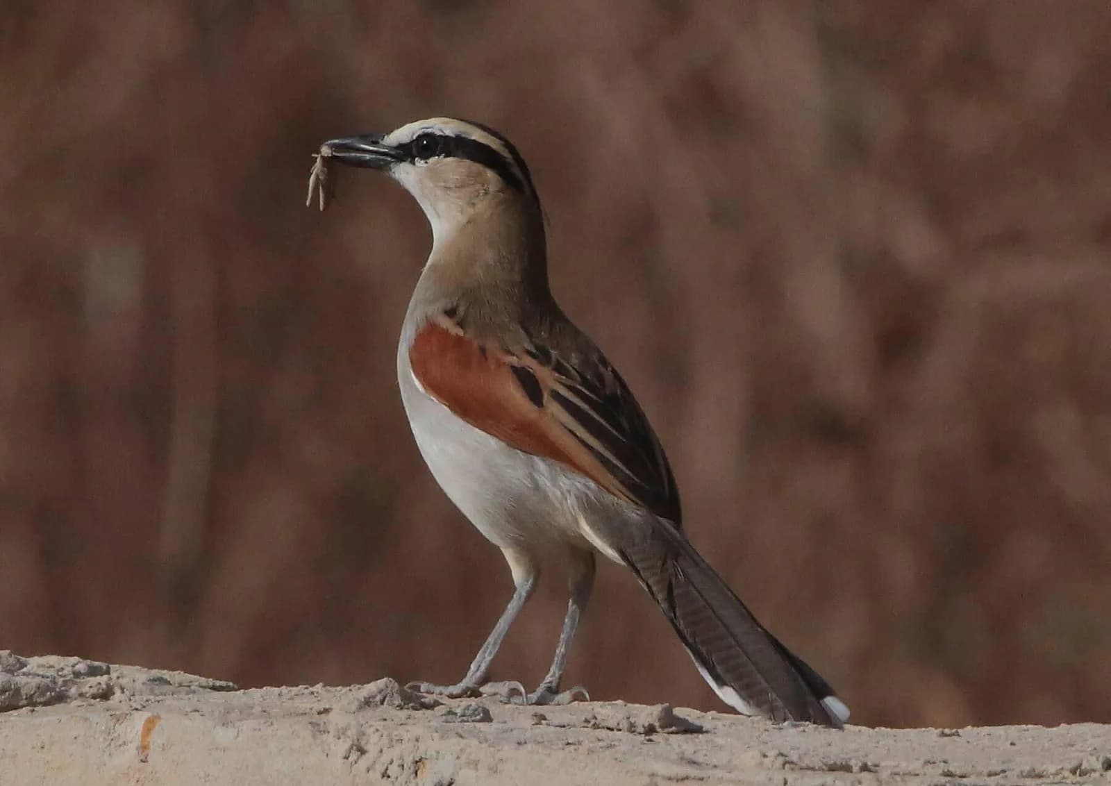 Black-crowned Tchagra