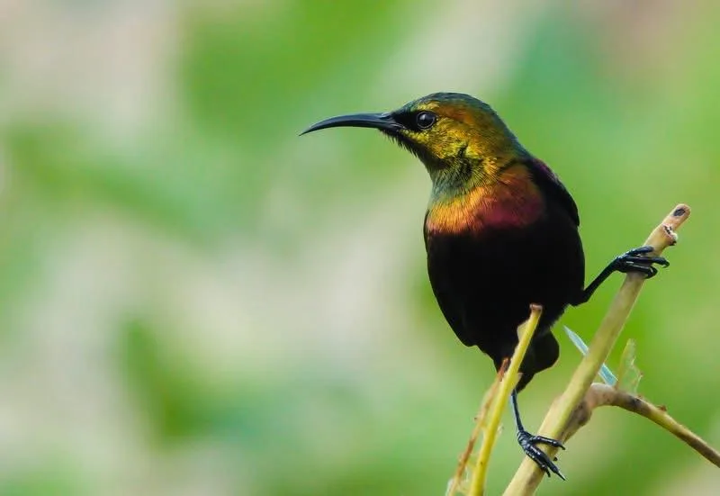 Copper Sunbird