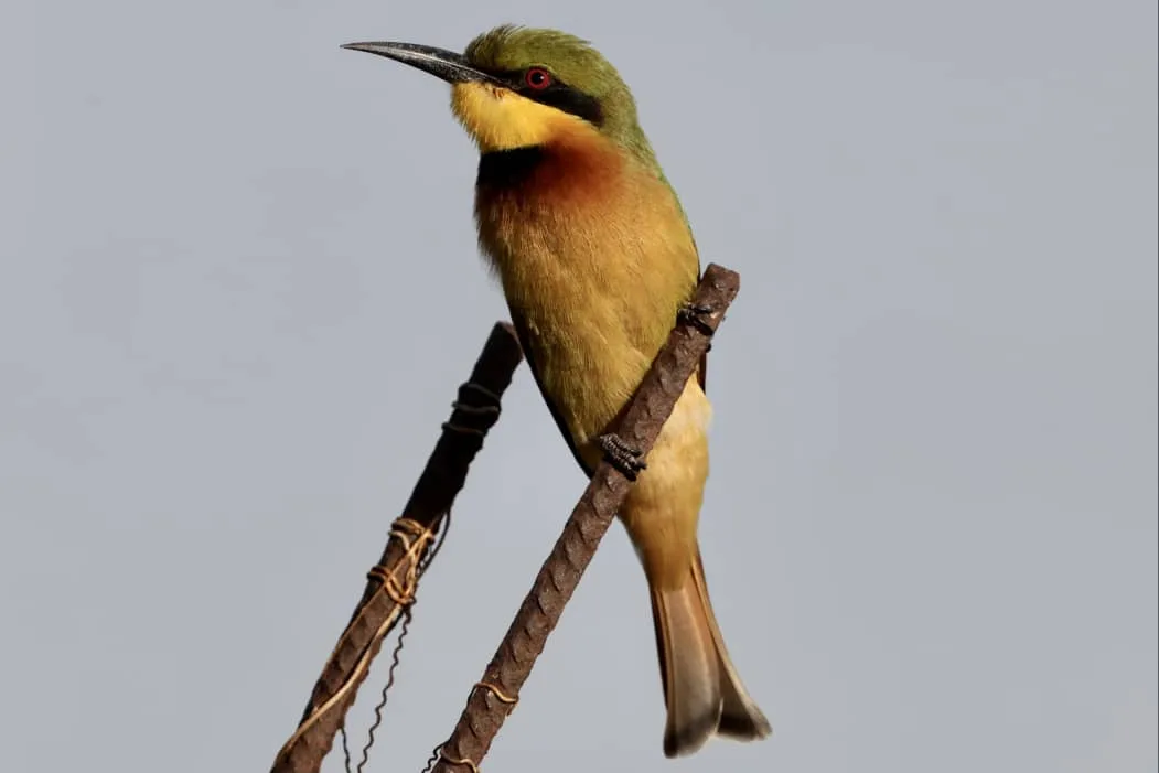 Little Bee-eater