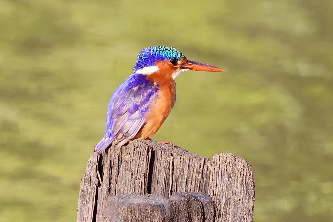 Malachite Kingfisher