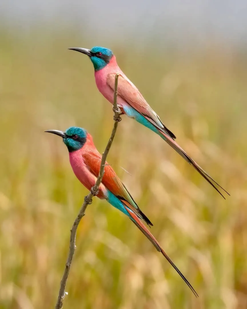 Two Northern Carmine Bee-eaters perched one above the other on a thin bare stem, with pink bodies, turquoise heads and long tail streamers against a soft golden-green background