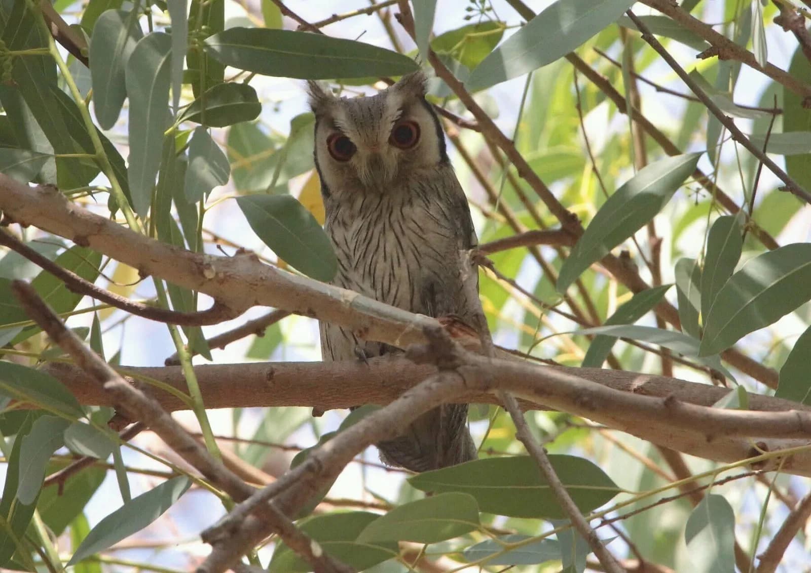 Northern White-faced Owl