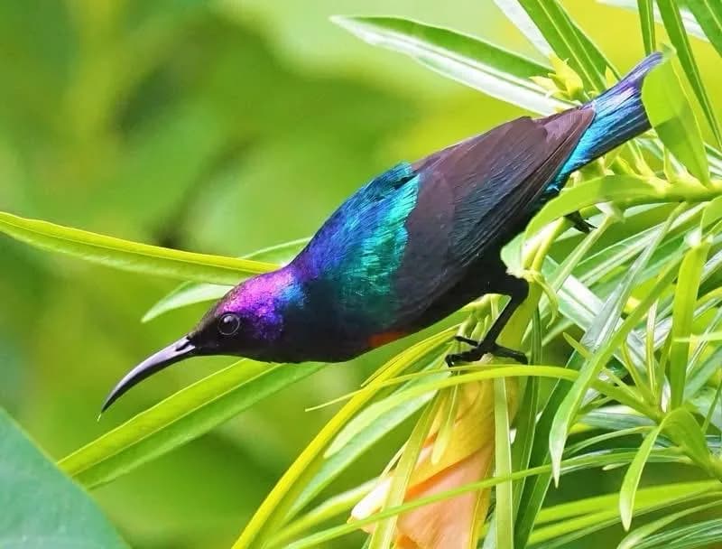 Splendid Sunbird