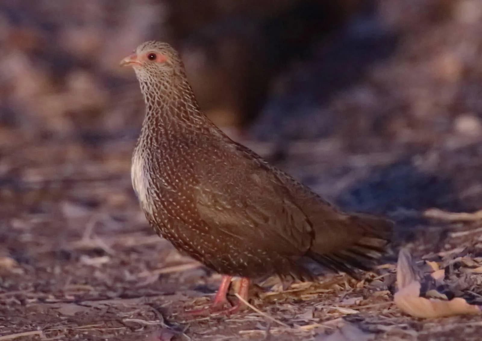 Stone Partridge