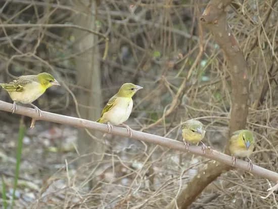 Tanji Bird Reserve